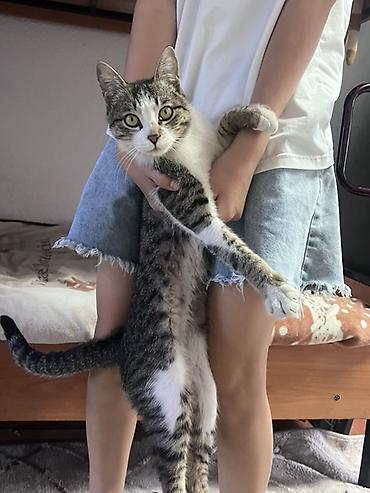 коты бишкек: Кот домашний, мальчик короткошёрстный, окраса табби с белым — 1