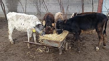 Коровы, быки: Продаю | Тёлка | Для молока | Осеменитель — 6