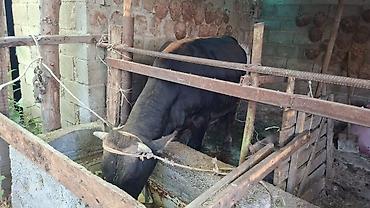 Коровы, быки: Продаю | Бык (самец) | Швицкая — 5