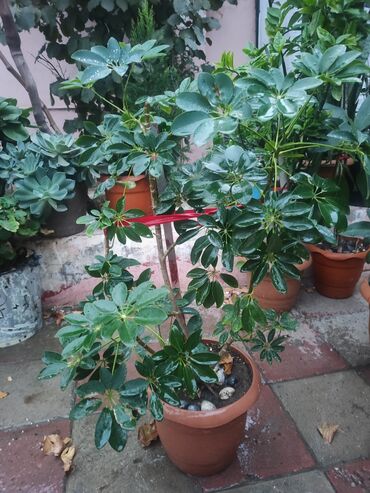hilba toxumu qiymeti: Schefflera (şemsiyə bitkisi) – dekorativ həmişəyaşıl saksı bitkisi