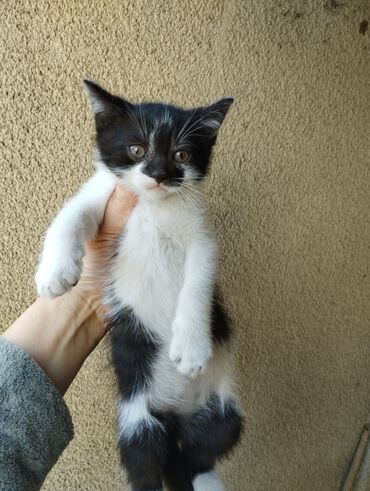 корм для кошек и котят: Мышык бекер берилет: Породасыз, 2 айлык, Эркек, Лотокко барууга үйрөтүлгөн, Курттардан тазаланган, Эмделген