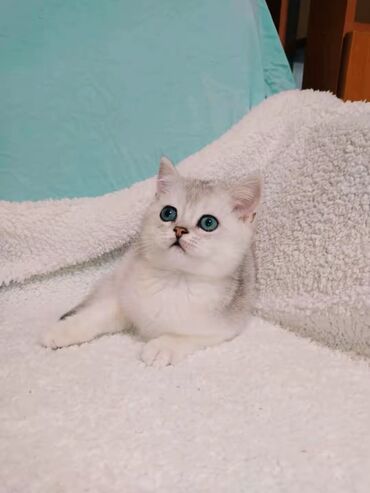 Продажа кошек: Скотиш Страйт (Шотландская прямоухая), 2 месяца, Мальчик, Серебристая шиншилла, С документами