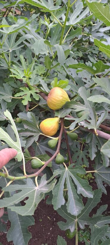 Садовые цветы и кустарники: Саженцы цветка: Клематисы — 4