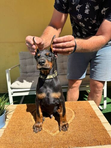 Psi: Doberman stenad. Ostenjeni su 28.06.2025. Spremni su za preuzimanje — 20