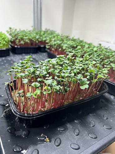 Микрозелень: Микрозелень в Бишкеке Горох подсолнечник, брокколи, горчица, редис — 4