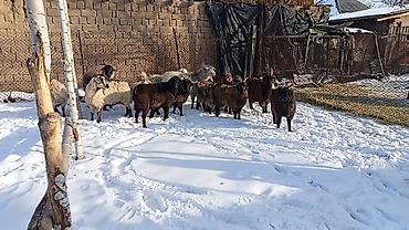 Козы, козлы: Продаю | Коза (самка), Козёл (самец), Козлёнок | Полукровка, Нубийская, Битал | На забой, Для разведения | Племенные, Осеменитель — 2