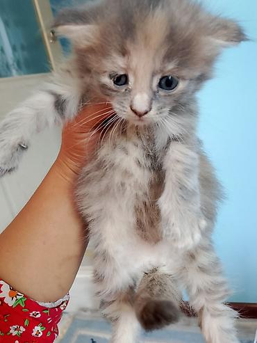 кошки сиамская: Котята, домашние, ручные Описание: - Очаровательные малыши с голубыми — 8