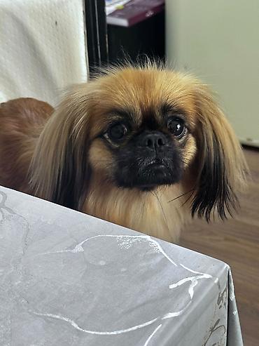 Pekines — 2