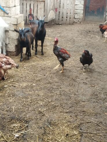 Xoruzlar: Aseel tipli uzunayaqlı cücərti/ceylək xoruz - Uzun və güclü sarı — 18