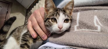 Pişiklər: Tabbi, Dişi, Yaxşı əllərə, Pulsuz çatdırılma — 9