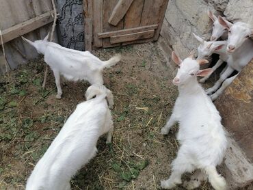 Keçi, çəpiş: Dişi, Zanen, il: 1, Damazlıq