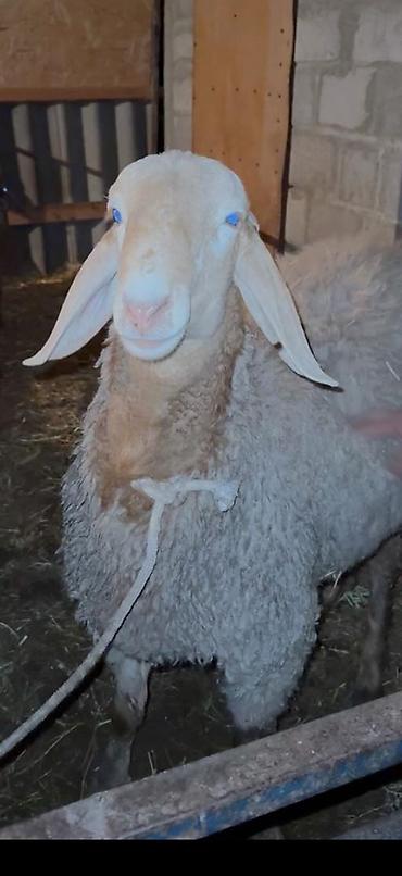 Баран, овца: Продаю | Баран (самец) | Арашан — 15