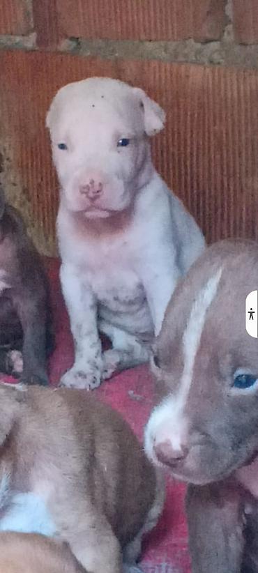 İtlər: Pitbul, Peyvəndli — 1