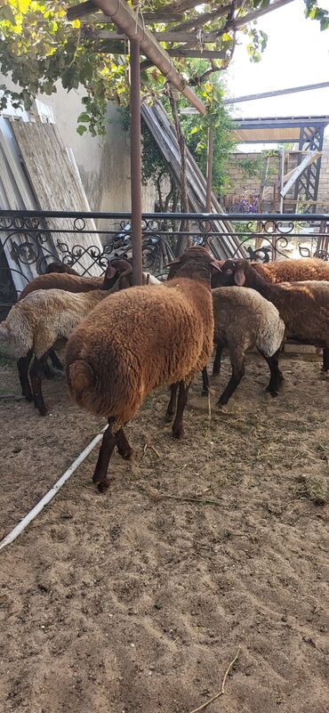 Qoyunlar, qoçlar: Erkək, Qala, il: 2, 90 kq, Damazlıq, Ünvandan götürmə — 7