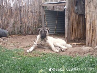 kangal: Kanqal, 8 ay, Erkek, Peyvəndli, Ünvandan götürmə, Ödənişli çatdırılma