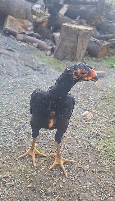 balaca cucə: Orginal O Şamo beçə 2ay 13 günlük duruş baş dimdik cinsini deyir — 2