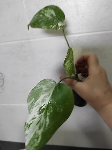 Монстеры: Монстера Альба Монстера Тайское Созвездие, черенки и взрослые цены — 31