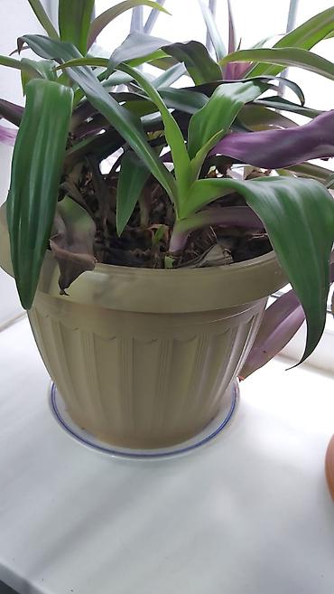 Отдам даром: Отдам даром и за символическую плату 1. 2 искусственные ёлки высота — 9