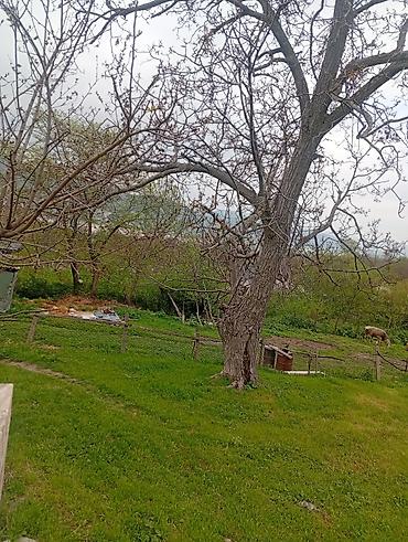Torpaq sahələrinin satışı: Kənd təsərrüfatı — 9