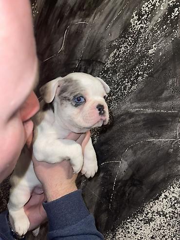 Psi: Francuski bulldog štene, jedinstven merle šare. Kompaktno, snažno — 14