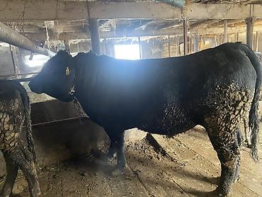 Коровы, быки: Продаю | Бык (самец) | Герефорд, Алатауская, Абердин-ангус | На откорм, На забой — 13