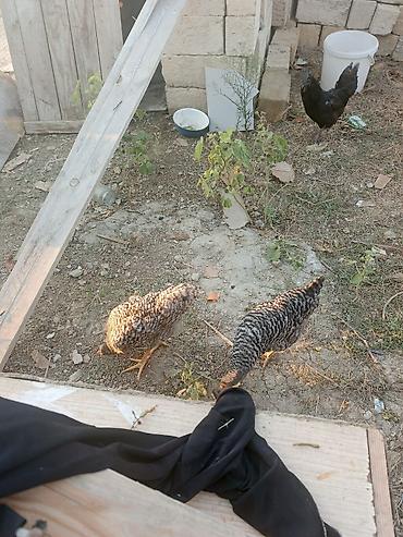 cins atlar: Məhsul: xarkovı toyuqlari (2 ədəd) temiz orginal 5aylig,qiymət 2sine — 5