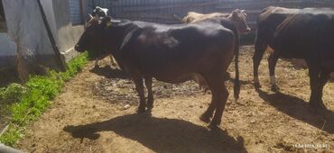 бука бычки: Продаю | Корова (самка) | Алатауская, Швицкая | Для молока | Стельные