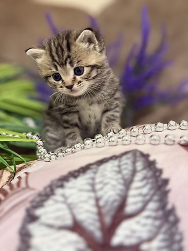 Продажа кошек: Шотландские котята (скоттиш-фолд/скоттиш-страйт), окрасы серебристый — 6