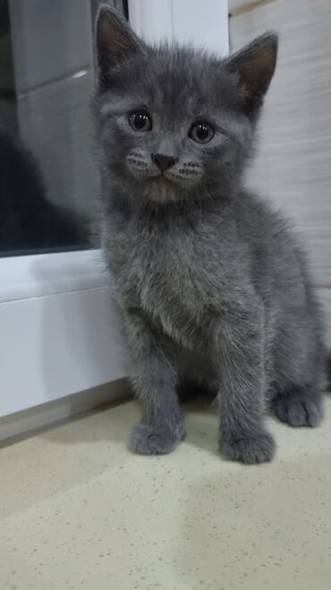 Pişiklər: Şotland, Erkək, Ünvandan götürmə, Ödənişli çatdırılma -da lalafo.az — 4 Pişiklər: Şotland, Erkək, Ünvandan götürmə, Ödənişli çatdırılma — 4