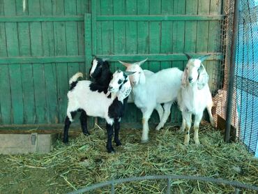 Козы, козлы: Продаю | Козёл (самец) | Зааненская | Для разведения | Племенные — 5