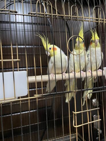 Qəfəslər: Salamlar quşlar şatılir hamısı idyal vəziyyətdədirlər .vitaminləri35 — 9