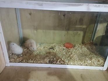 akvarium ve baliqlar: 2 ədəd xamyak akvaryum qarişiq 35 manat reyal aliciya 30 dan verərəm — 4