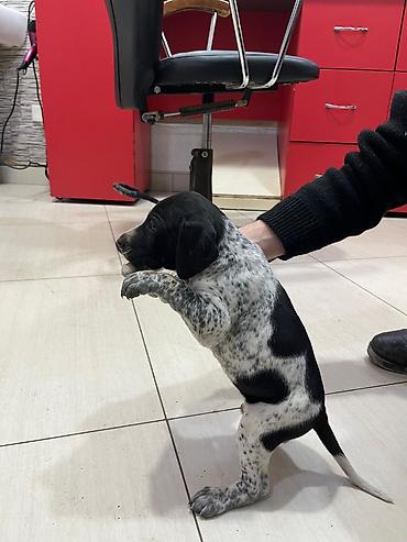 İtlər: Peyvəndli — 3