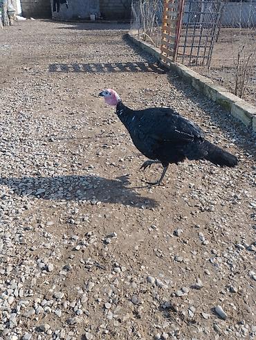 Qazlar: Məhsul: Ev quşları – qaz və hind toyuğu Təsvir:Hinduşka diri çəkisi — 8