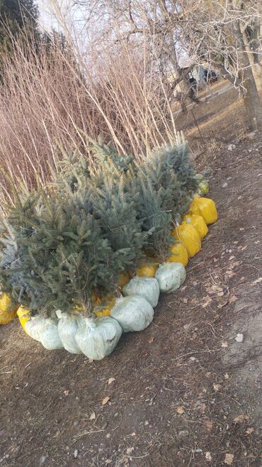 Декоративные деревья: Саженцы деревьев: Ели — 8