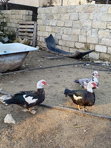 herati fərəsi: Lal ördəklər tam sağlar cavandılar 1 ilin fərələridi, 7 8 aylıqlarda — 2