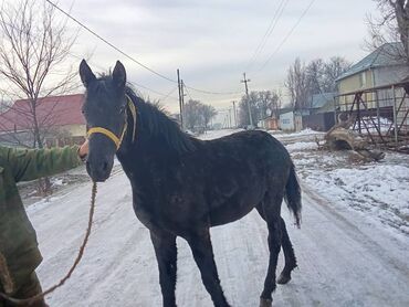 английский жеребёнок: Продаю | Кобыла (самка) | Английская | Для разведения | Племенные