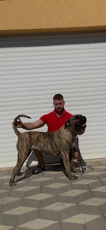 Na prodaju Presa Canario ženka - Blue Casa De Erak. Ženka je zdrava
