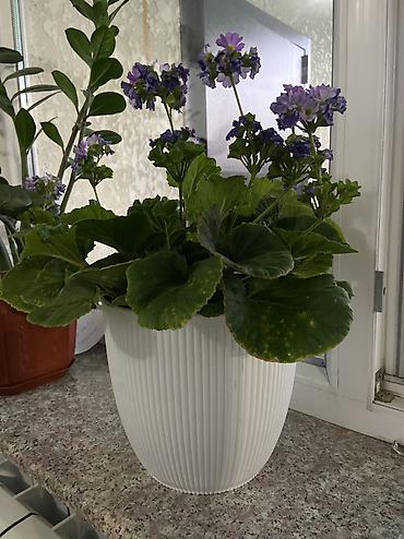 Молочаи: Комнатное растение – молочай Милла (Euphorbia milii), крупный куст в — 3