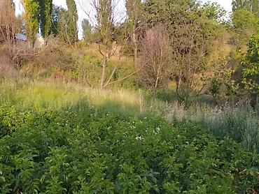 xırdalan torpaq satışı: Şamaxı rayonu Əngəxaran kəndində 10 sot torpaq sahəsi Təcili — 9
