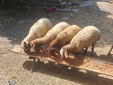 simmental inək cinsi: Qoyunlar – ana sürü üçün - Növ: yerli ətlik-quyruqlu qoyunlar - Say — 6