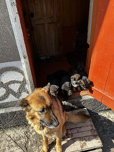 Продажа собак: Немецкая овчарка, классический черно‑рыжий окрас. Плотный подшерсток — 10