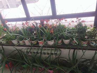 Другие комнатные растения: Продаю комнатные цветы герань, женское счастье, алое и ТД — 6