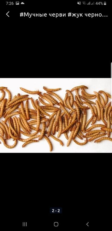 канарейка в Кыргызстан | ПТИЦЫ: Продаю мучной червь, Живой и замороженный. корм для насекомоядных