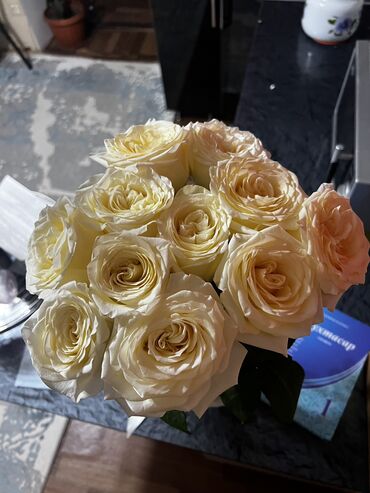 роза кочот: Белые розы 17 Мая сорваны свежие 
11 штук = 1200 сом