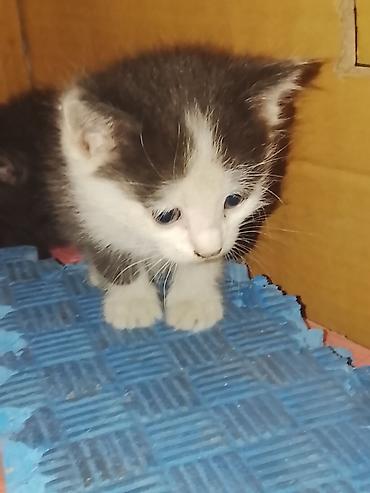 котята бесплатно: Котята даром. очень ласковые и красивые — 2