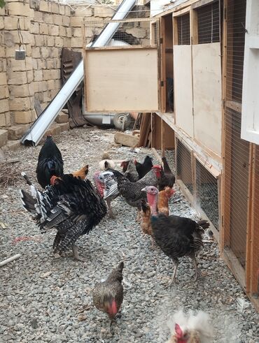 Yemlər: Dişi, Damazlıq, Ünvandan götürmə