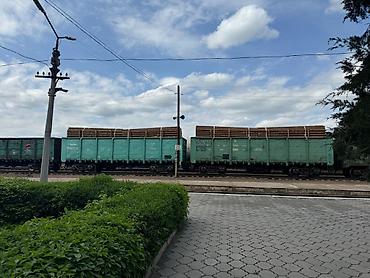 Тегерек жыгачтар: Всегда свежий! Продаем кругляк, кругляки сорт сосна, диаметр от 10 см — 8