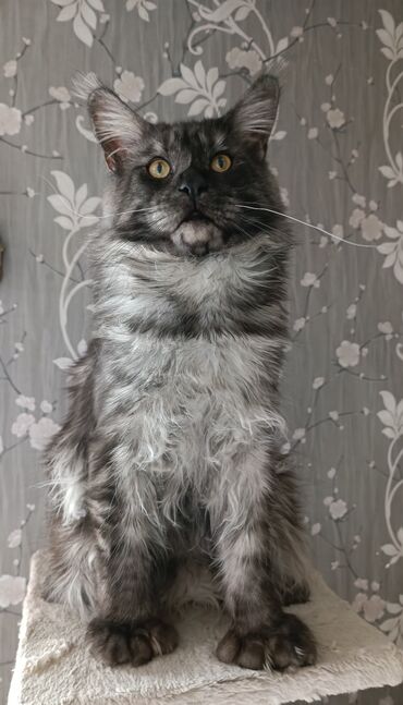 вязка шарпей: Вязка с шикарным молодым котом Мейн Куном! Мейн Кун полидакт. Кот