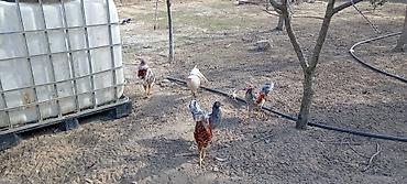 Toyuqlar: Toyuq, Damazlıq — 11